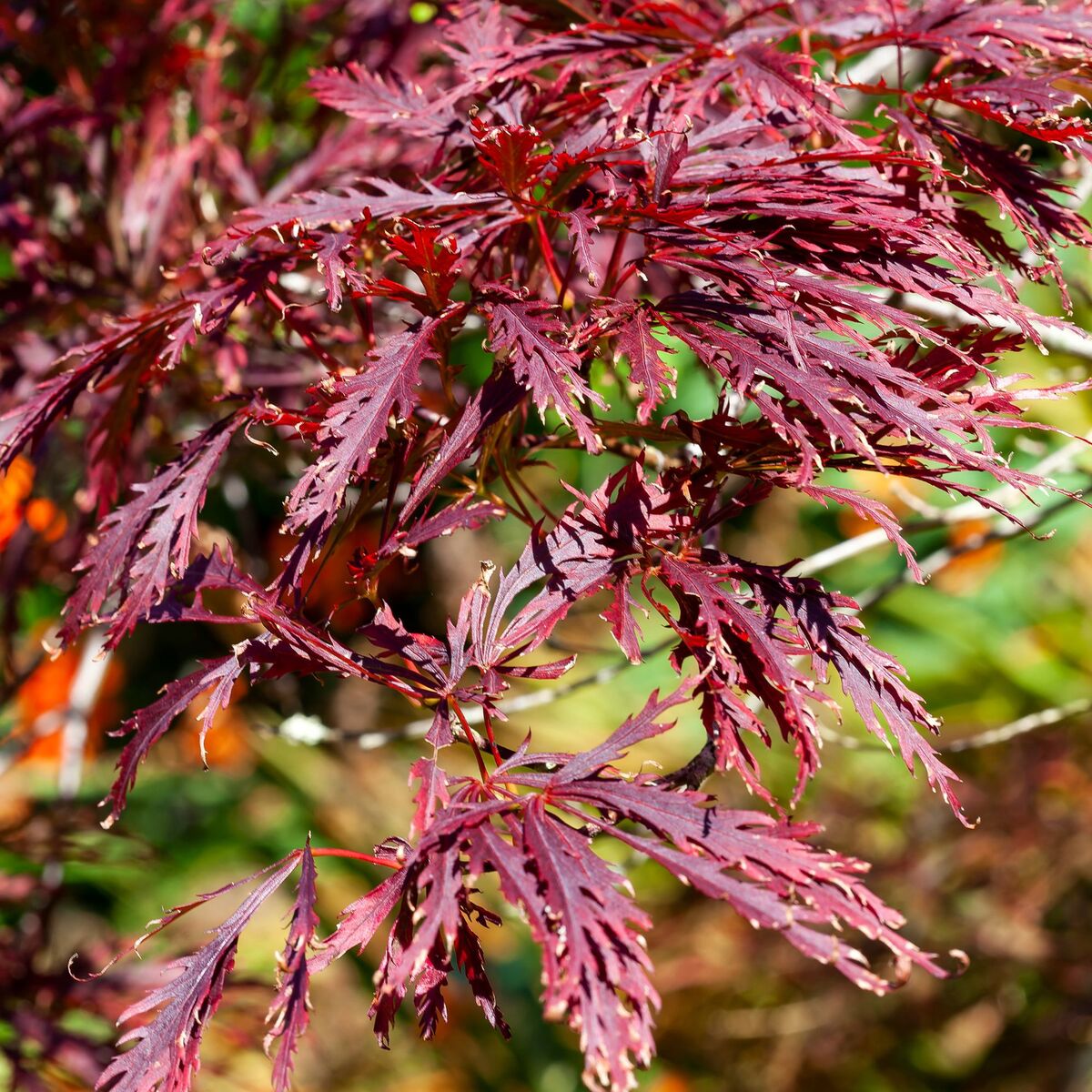 Schlitzahorn 'Dissectum Garnet' (Acer palmatum 'Dissectum Garnet') - Rot - winterhart | Bild 3