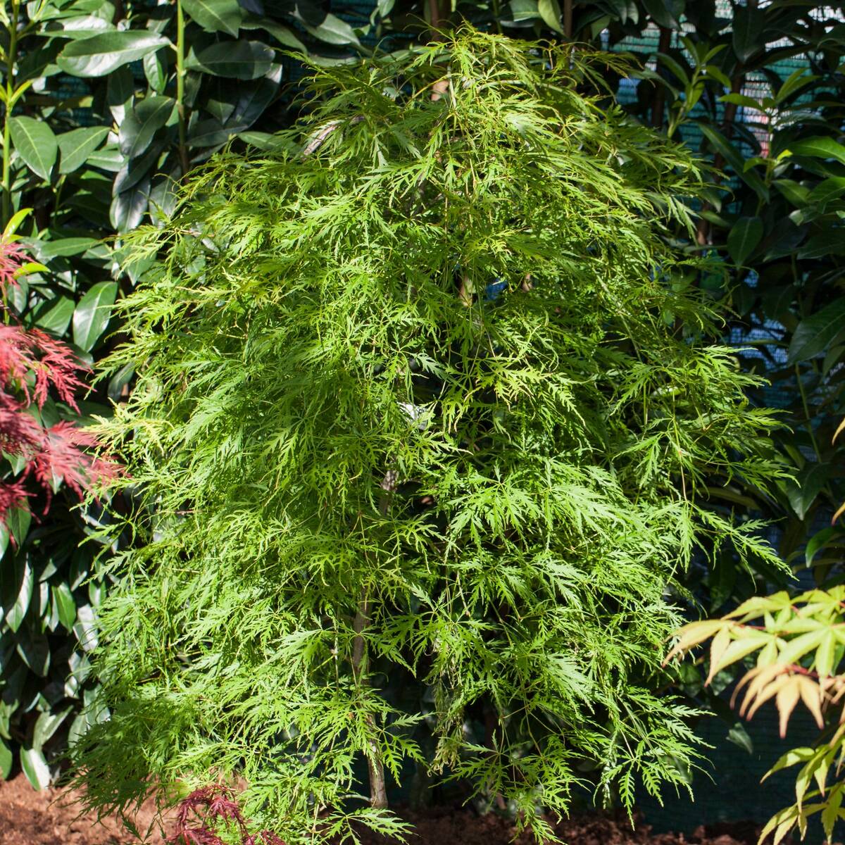 Schlitzahorn 'Dissectum Viridis' (Acer palmatum 'Dissectum Viridis') - Grün - winterhart | Bild 1