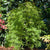 Schlitzahorn 'Dissectum Viridis' (Acer palmatum 'Dissectum Viridis') - Grün - winterhart | Bild 1