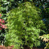 Schlitzahorn 'Dissectum Viridis' (Acer palmatum 'Dissectum Viridis') - Grün - winterhart | Bild 1