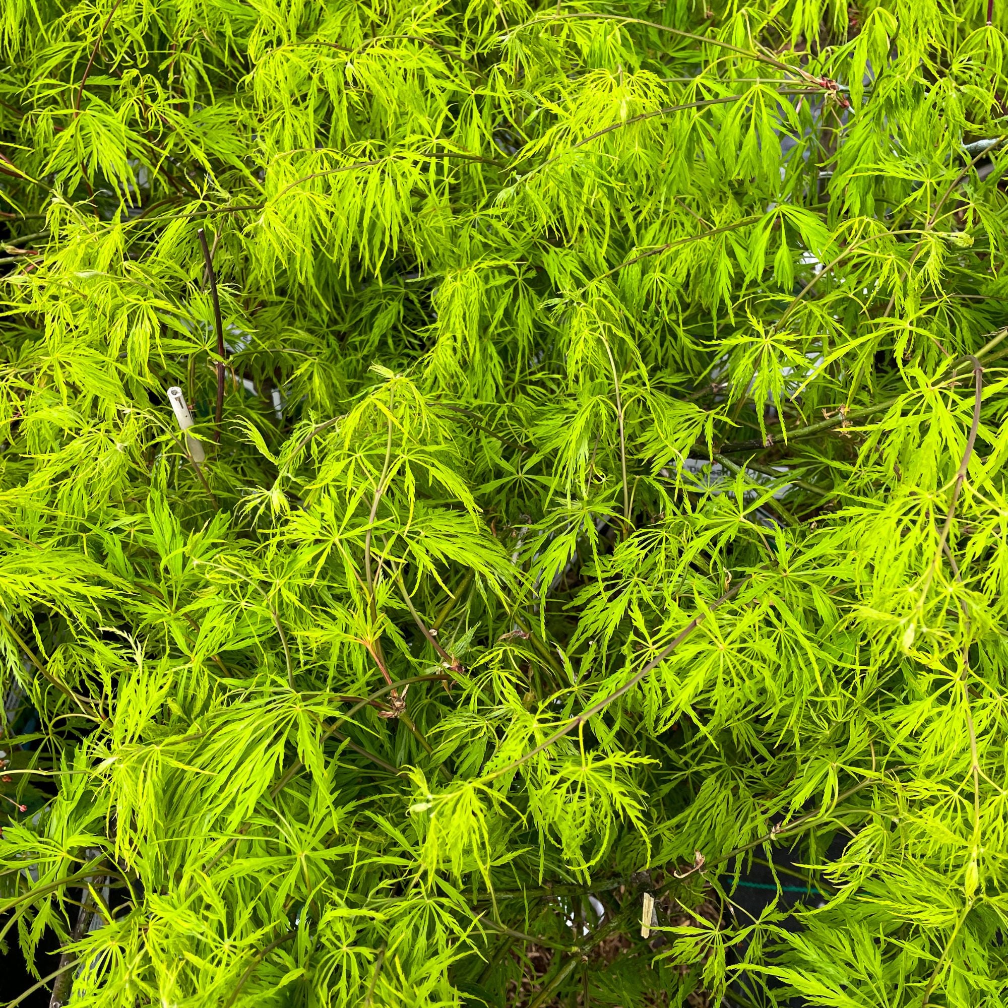 Schlitzahorn 'Dissectum Viridis' (Acer palmatum 'Dissectum Viridis') - Grün - winterhart | Bild 2