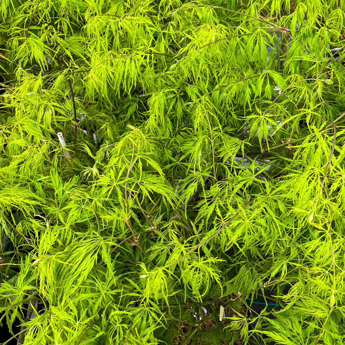 Schlitzahorn 'Dissectum Viridis' (Acer palmatum 'Dissectum Viridis') - Grün - winterhart | Bild 2