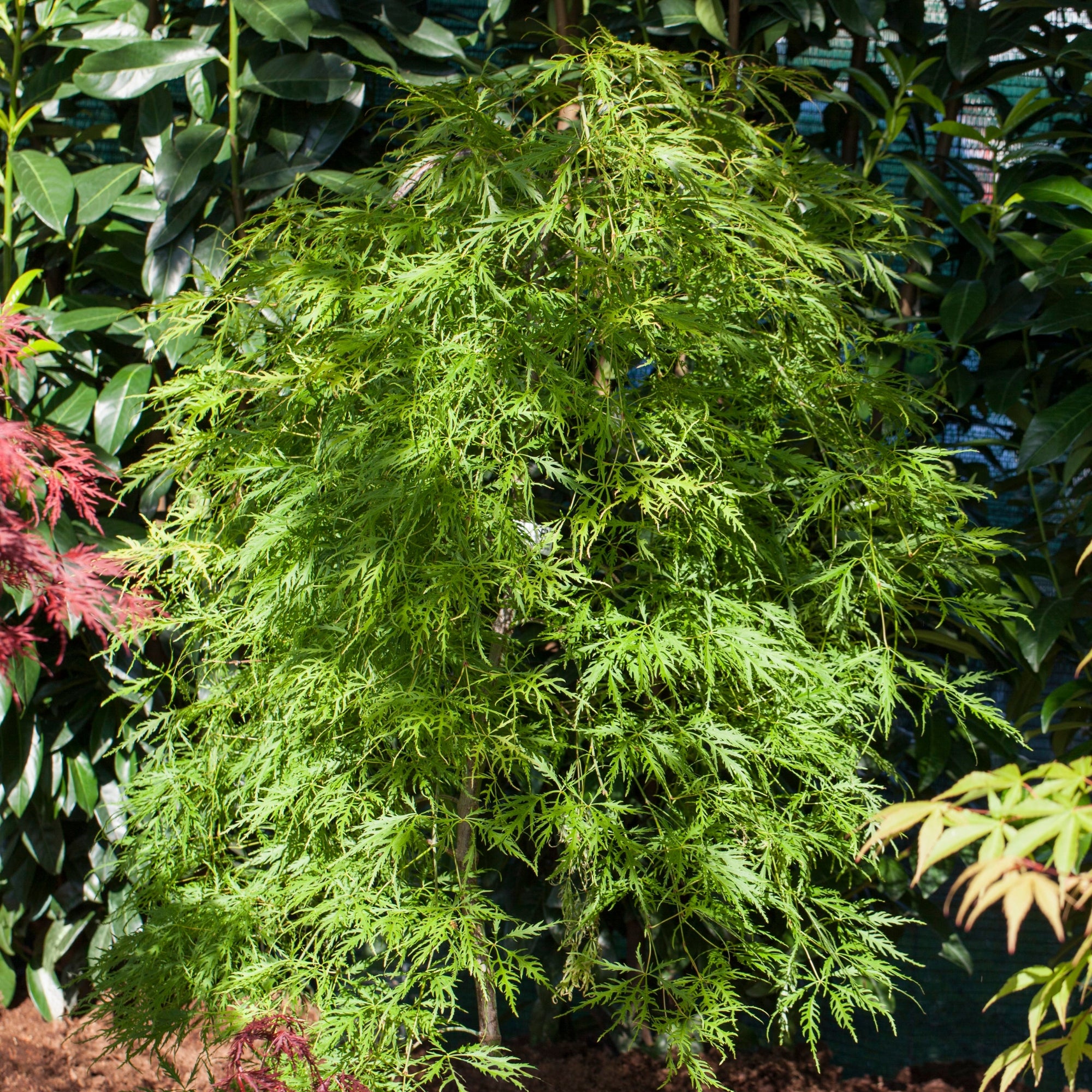 Schlitzahorn 'Dissectum Viridis' (Acer palmatum 'Dissectum Viridis') - Grün - winterhart | Bild 3