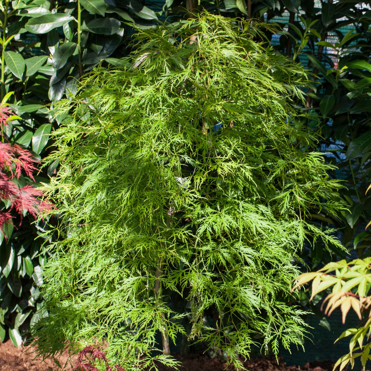 Schlitzahorn 'Dissectum Viridis' (Acer palmatum 'Dissectum Viridis') - Grün - winterhart | Bild 3