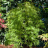 Schlitzahorn 'Dissectum Viridis' (Acer palmatum 'Dissectum Viridis') - Grün - winterhart | Bild 3