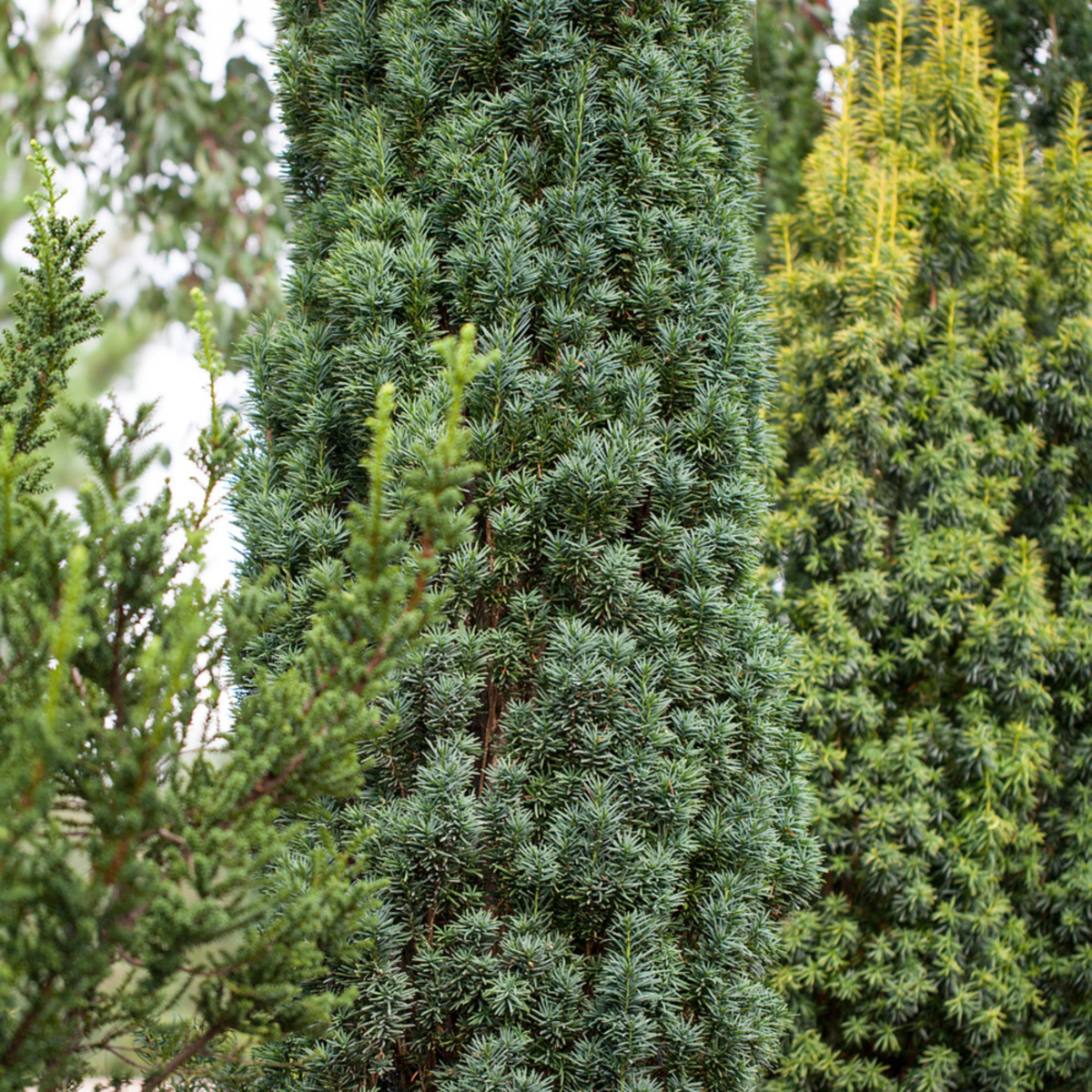 Schmale Säuleneibe Fastigiata Robusta (Taxus baccata 'Fastigiata Robusta') - Grün - immergrün - winterhart | Bild 1