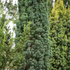Schmale Säuleneibe Fastigiata Robusta (Taxus baccata 'Fastigiata Robusta') - Grün - immergrün - winterhart | Bild 1