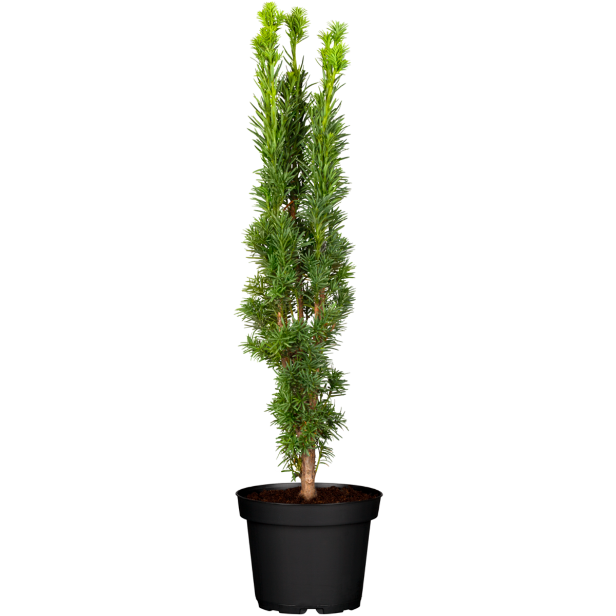 Schmale Säuleneibe Fastigiata Robusta (Taxus baccata 'Fastigiata Robusta') - Grün - immergrün - winterhart | Bild 2