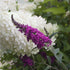 Schmetterlingsflieder 'Miss Ruby' (Buddleja davidii 'Miss Ruby') - Violett - sommergrün - winterhart | Bild 1