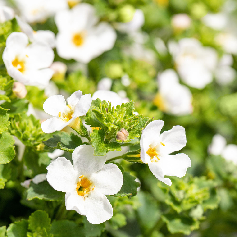 Schneeflocke (Bacopa sutera) - Weiß | Bild 1
