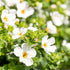 Schneeflocke (Bacopa sutera) - Weiß | Bild 1