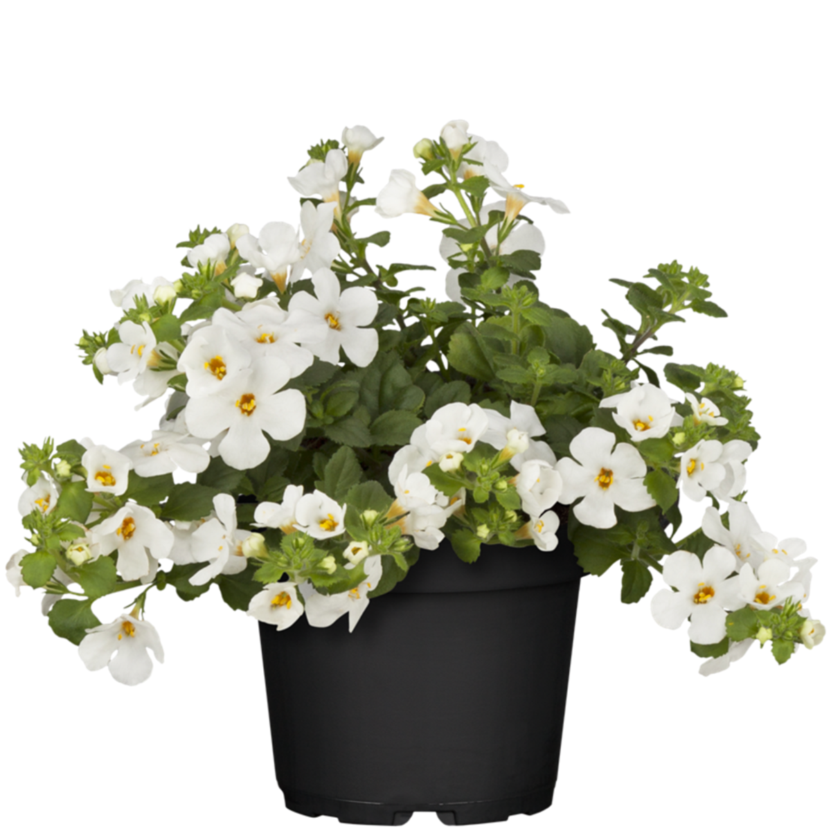 Schneeflocke (Bacopa sutera) - Weiß | Bild 2