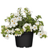 Schneeflocke (Bacopa sutera) - Weiß | Bild 2