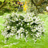 Schneeflocke (Bacopa sutera) - Weiß | Bild 3