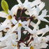 Schneeforsythie (Abeliophyllum distichum) - Weiß - sommergrün - bienenfreundlich | Bild 2