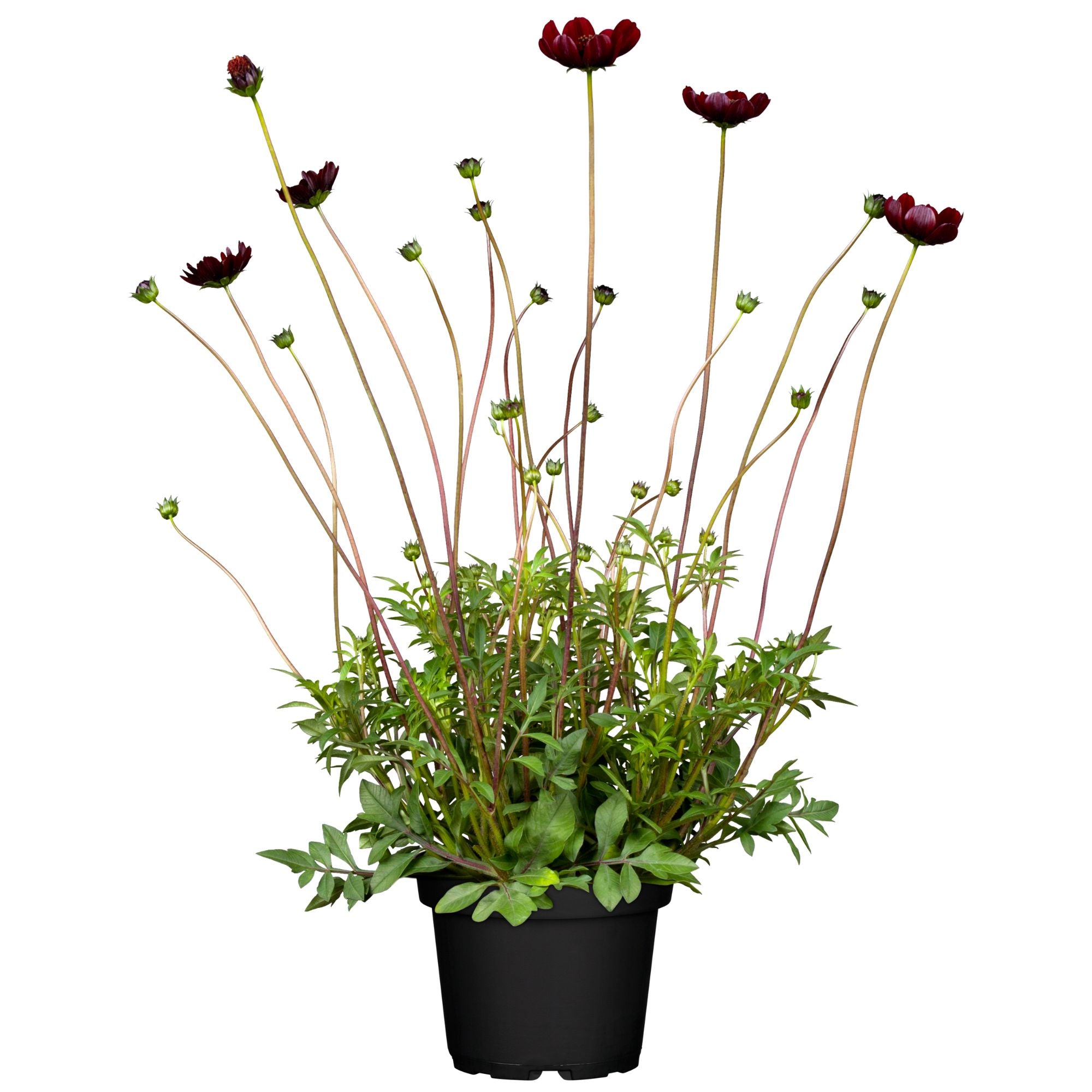Schokoladenblume (Cosmos atrosanguineus ') - Rot - sommergrün - winterhart - bienenfreundlich | Bild 1