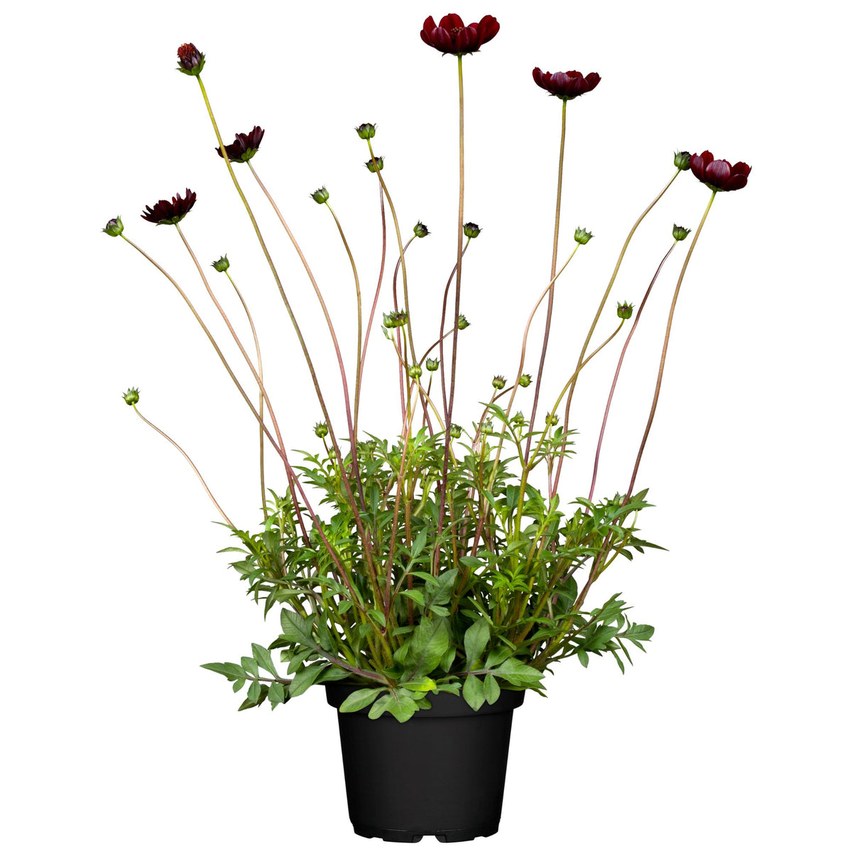 Schokoladenblume (Cosmos atrosanguineus ') - Rot - sommergrün - winterhart - bienenfreundlich | Bild 1