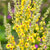 Schwarze Königskerze (Verbascum nigrum) - Gelb - immergrün - winterhart | Bild 1