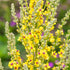 Schwarze Königskerze (Verbascum nigrum) - Gelb - immergrün - winterhart | Bild 1
