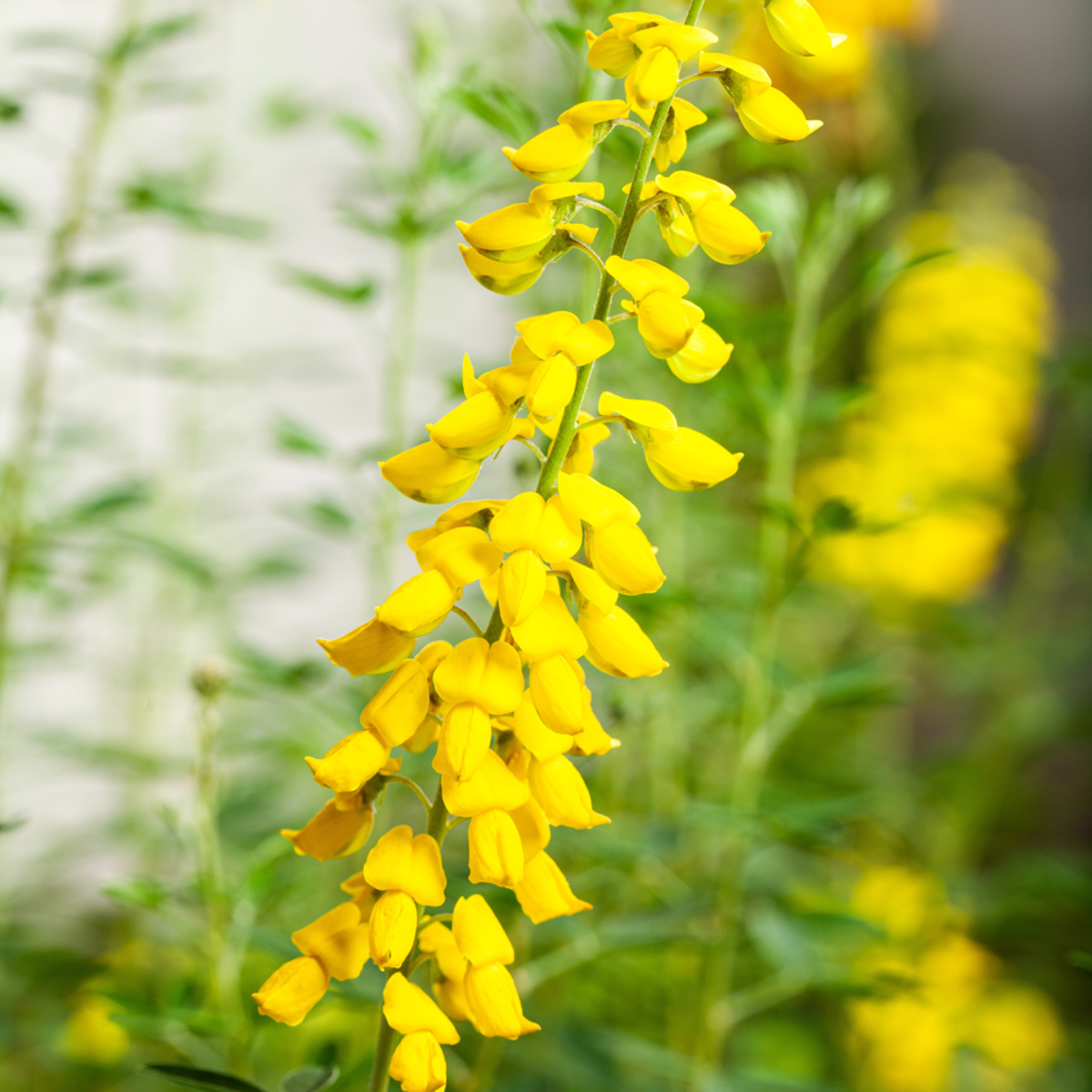 Schwarzer Ginster 'Cyni' (Cytisus nigricans 'Cyni') - Gelb - sommergrün - winterhart | Bild 1