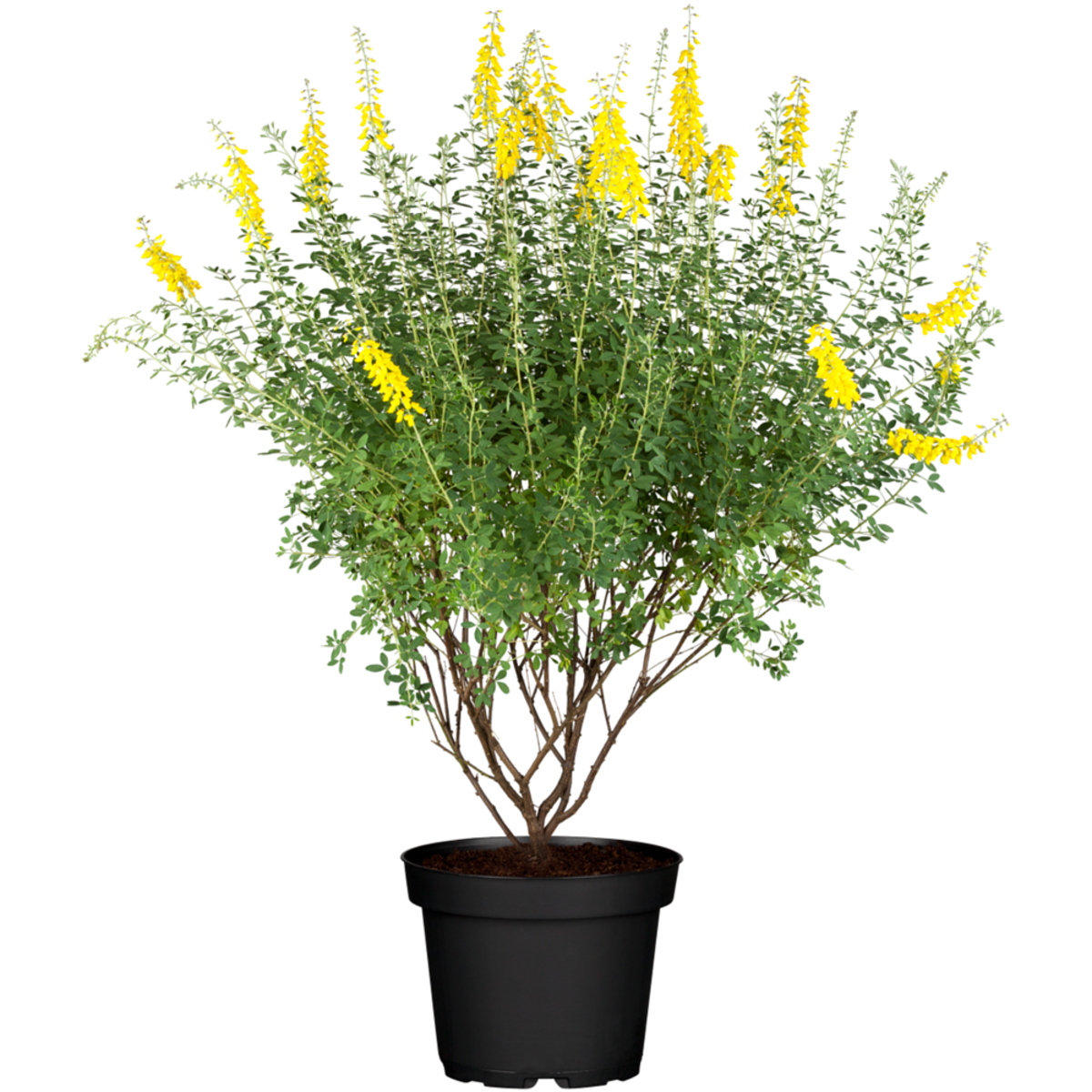Schwarzer Ginster 'Cyni' (Cytisus nigricans 'Cyni') - Gelb - sommergrün - winterhart | Bild 2