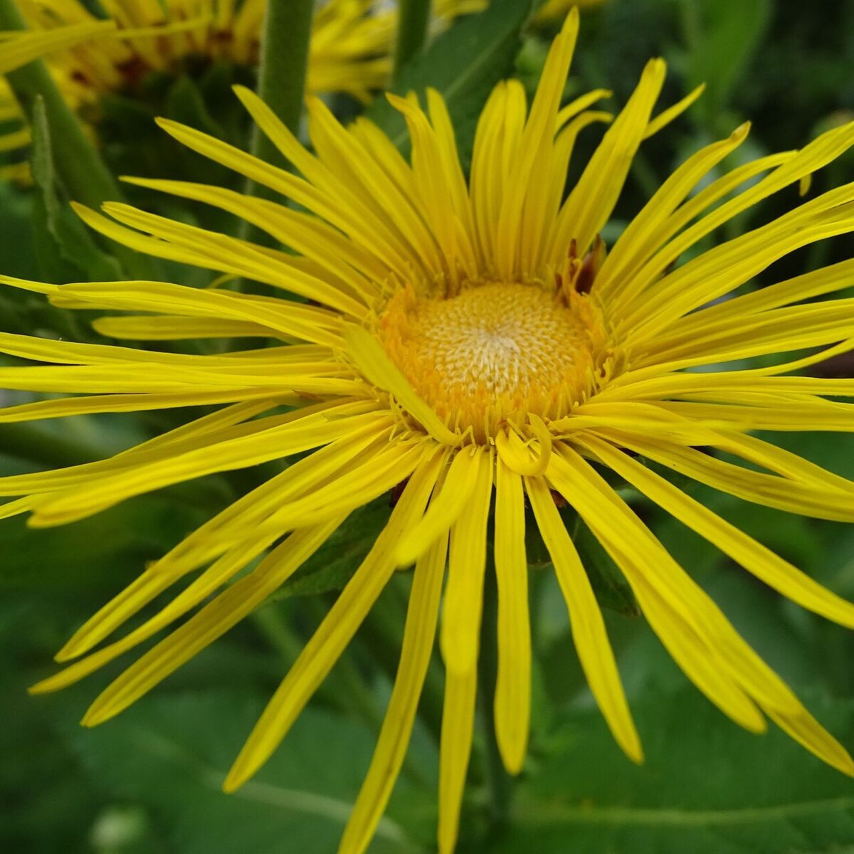 Schwertblättriger Alant (Inula ensifolia) - Weiß - sommergrün - winterhart - bienenfreundlich | Bild 1