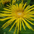 Schwertblättriger Alant (Inula ensifolia) - Weiß - sommergrün - winterhart - bienenfreundlich | Bild 1