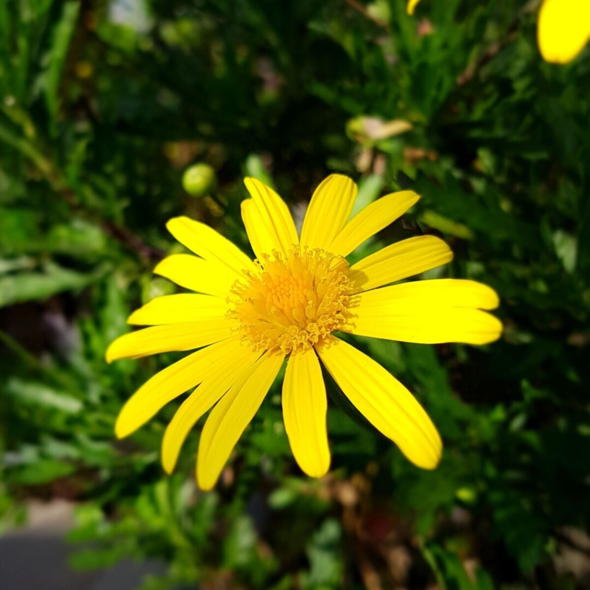 Schwertblättriger Alant (Inula ensifolia) - Weiß - sommergrün - winterhart - bienenfreundlich | Bild 2