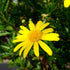 Schwertblättriger Alant (Inula ensifolia) - Weiß - sommergrün - winterhart - bienenfreundlich | Bild 2