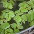 Schwimmfarn (Salvinia natans) - Grün - sommergrün - winterhart | Bild 1