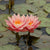 Seerose 'Aurora' (Nymphaea 'Aurora') - Grün - sommergrün - winterhart | Bild 1