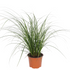 Segge 'Magic Green' (Carex brunnea 'Magic Green') - Grün - winterhart | Bild 1