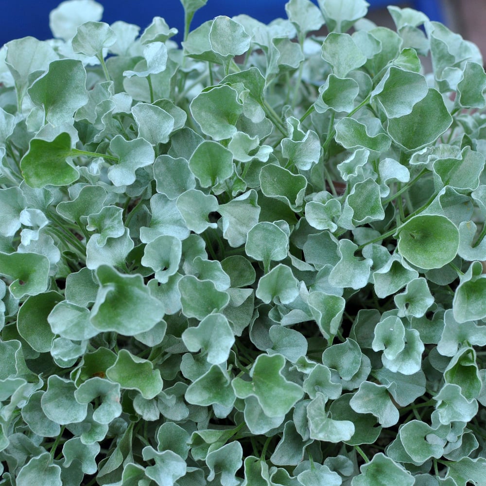 Silberregen (Dichondra argentea) - Grau - winterhart | Bild 1