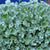 Silberregen (Dichondra argentea) - Grau - winterhart | Bild 1