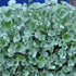 Silberregen (Dichondra argentea) - Grau - winterhart | Bild 1