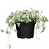 Silberregen (Dichondra argentea) - Grau - winterhart | Bild 2