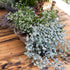 Silberregen (Dichondra argentea) - Grau - winterhart | Bild 3