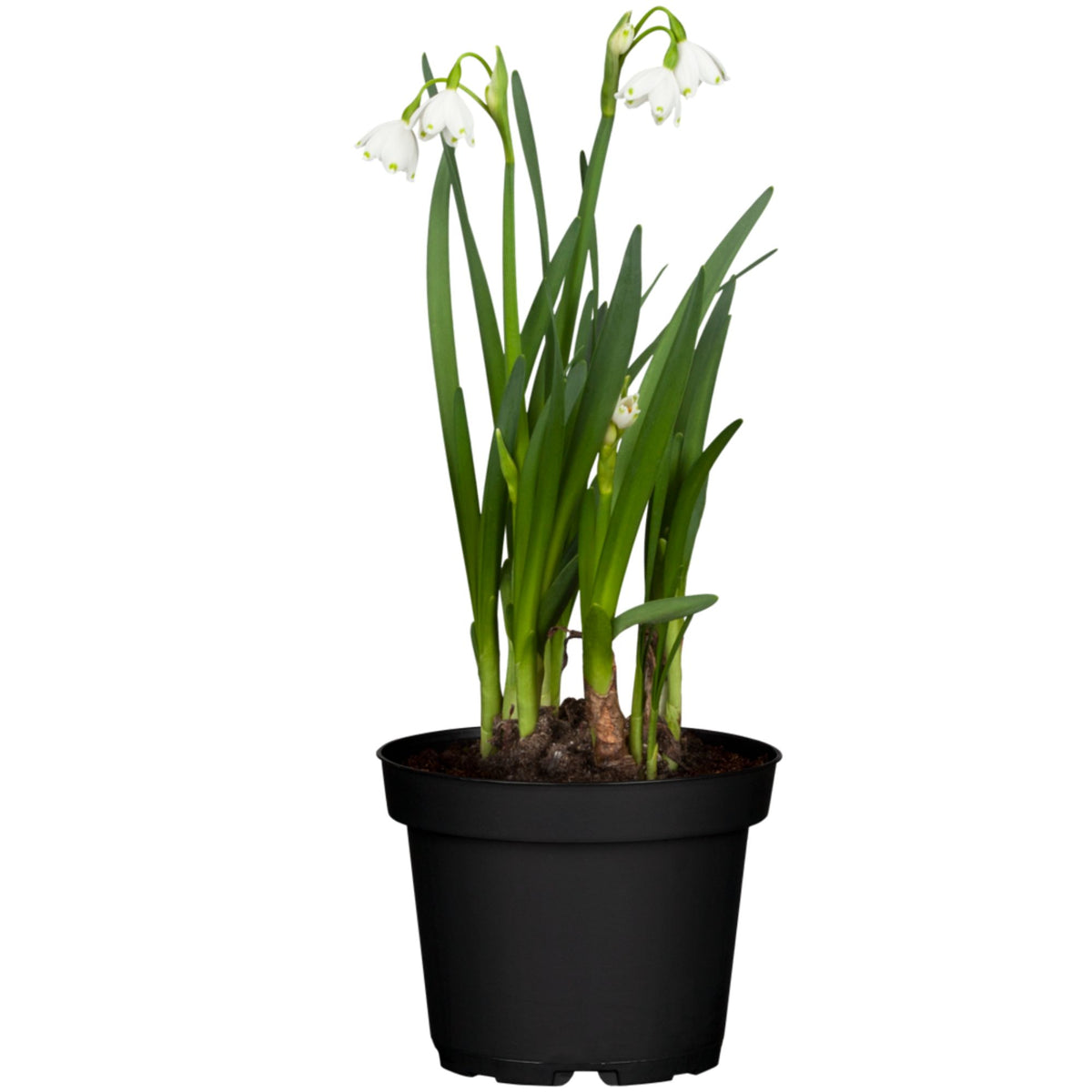 Sommer-Knotenblume 'Gravetey Giant' (Leucojum aestivum 'Gravetey Giant') - Weiß - winterhart | Bild 1