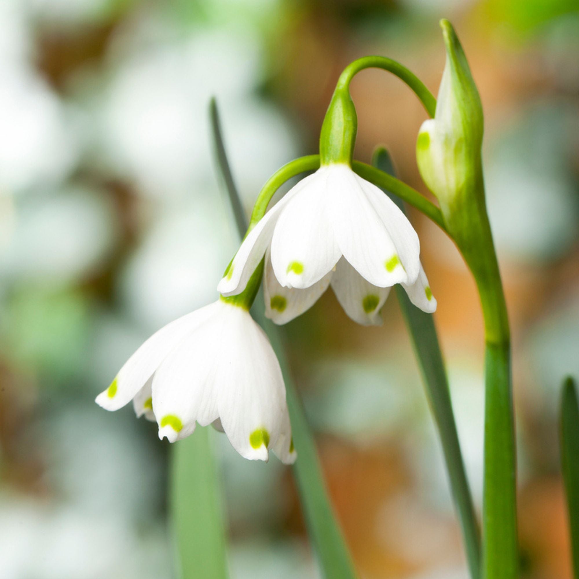 Sommer-Knotenblume 'Gravetey Giant' (Leucojum aestivum 'Gravetey Giant') - Weiß - winterhart | Bild 2