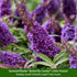 Sommerflieder®, 3er-Set - Bunt - sommergrün - winterhart | Bild 2