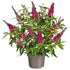 Sommerflieder 'Summer Kids® Mats Magic Red' (Buddleja davidii 'Summer Kids® Mats Magic Red') - Rot - bienenfreundlich | Bild 1