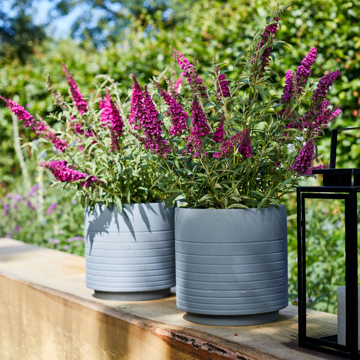 Sommerflieder 'Summer Kids® Mats Magic Red' (Buddleja davidii 'Summer Kids® Mats Magic Red') - Rot - bienenfreundlich | Bild 3