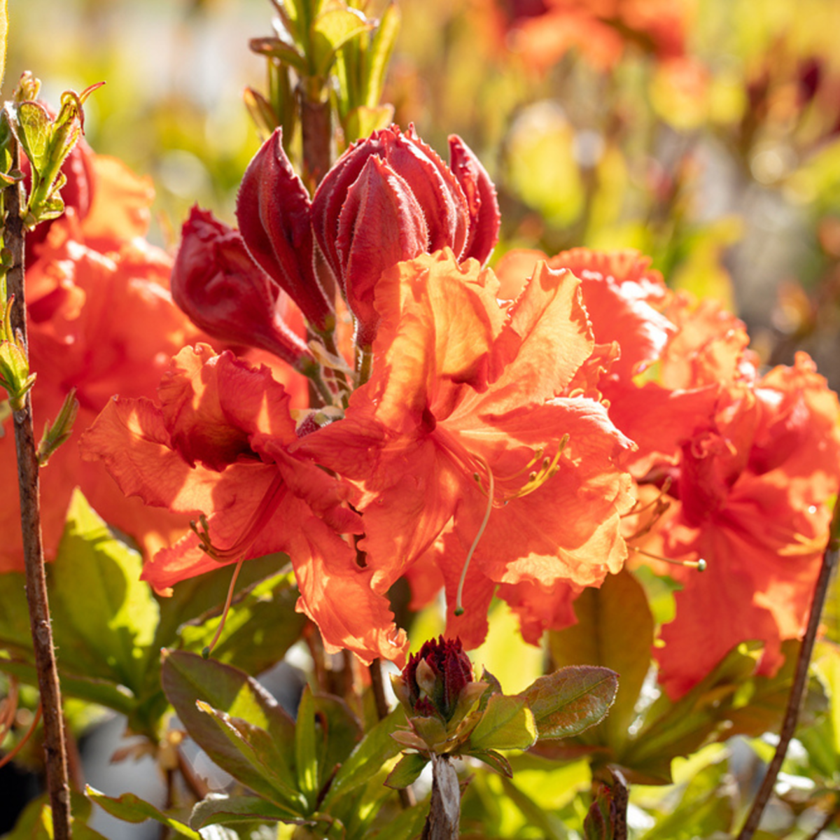 Sommergrüne Azalee 'Gibraltar' (Rhododendron luteum 'Gibralta') - Rot - sommergrün - winterhart | Bild 1