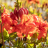 Sommergrüne Azalee 'Gibraltar' (Rhododendron luteum 'Gibralta') - Rot - sommergrün - winterhart | Bild 1