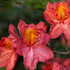 Sommergrüne Azalee 'Homebush' (Azalea  'Knapp Hill Homebush') - Rosa - winterhart | Bild 1