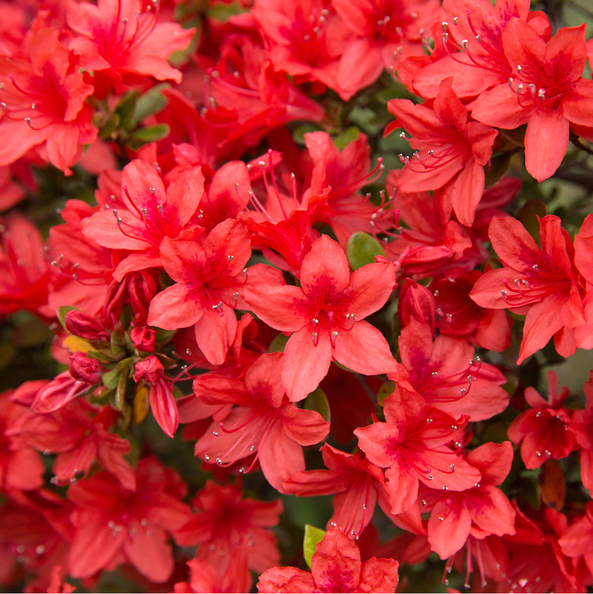 Sommergrüne Azalee 'Nabucco' (Azalea  'Knapp Hill Nabucco') - Rot - winterhart | Bild 1