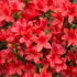 Sommergrüne Azalee 'Nabucco' (Azalea  'Knapp Hill Nabucco') - Rot - winterhart | Bild 1