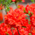 Sommergrüne Azalee 'Parkfeuer' (Rhododendron luteum 'Parkfeuer') - Rot - sommergrün - winterhart | Bild 1