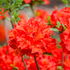 Sommergrüne Azalee 'Parkfeuer' (Rhododendron luteum 'Parkfeuer') - Rot - sommergrün - winterhart | Bild 1