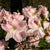 Sommergrüne Azalee 'Soir de Paris' (Azalea  'knapp Hill Soir de Paris') - Rosa - winterhart | Bild 1